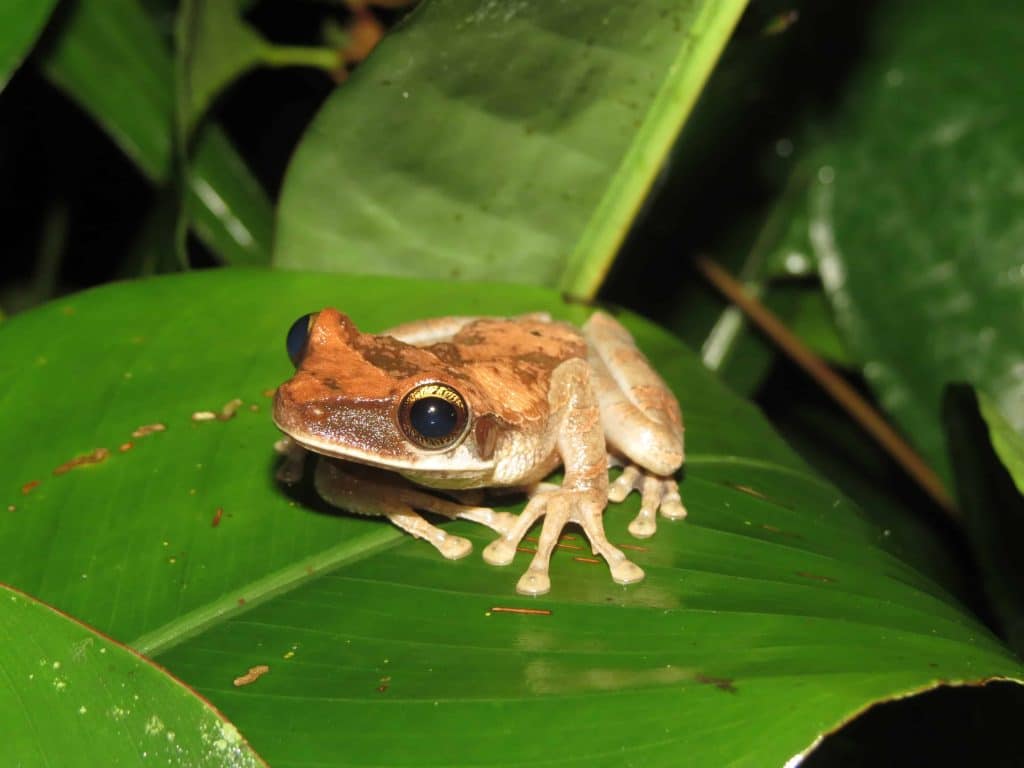 Monitoreo de flora y fauna