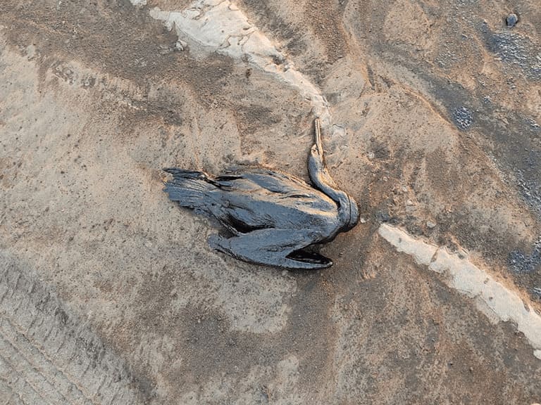 fauna afectada ventanilla ogreen